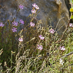 Silene undulata undulata