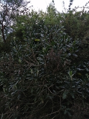 Acrisione denticulata