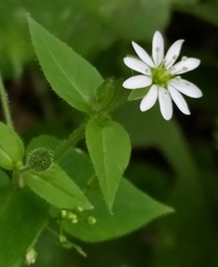 Stellaria aquatica