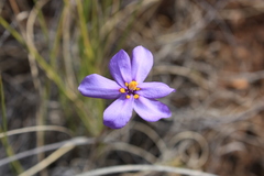 Moraea crispa