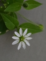 Stellaria aquatica