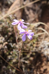 Moraea crispa