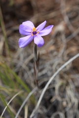 Moraea crispa