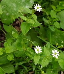 Stellaria aquatica