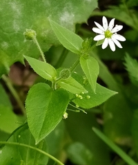 Stellaria aquatica