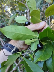 Elaeodendron melanocarpum