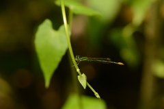 Agriocnemis kalinga