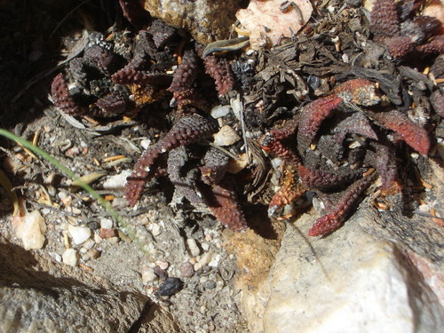 Haworthia scabra Haw.
