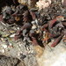 Haworthiopsis scabra scabra - Photo (c) Jenny Potgieter,  זכויות יוצרים חלקיות (CC BY-NC), הועלה על ידי Jenny Potgieter