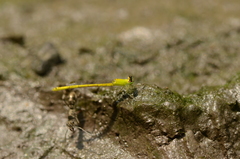 Agriocnemis kalinga