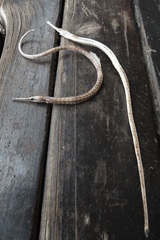 Syngnathus temminckii