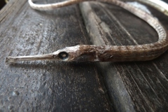 Syngnathus temminckii