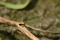 Agriocnemis kalinga