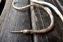 Syngnathus temminckii