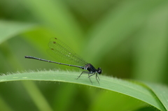 Onychargia atrocyana