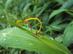 Ceriagrion coromandelianum