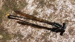 Allocnemis leucosticta