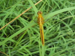 Crocothemis servilia