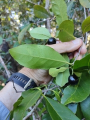 Elaeodendron melanocarpum