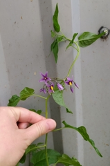 Solanum dulcamara