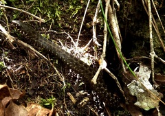 Amplorhinus multimaculatus