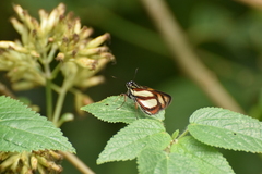 Propertius propertius