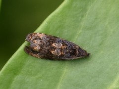 Endothenia ustulana
