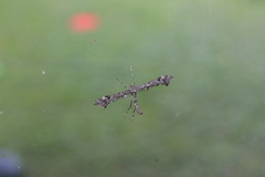 Amblyptilia punctidactyla