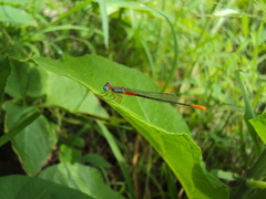 Ceriagrion cerinorubellum