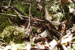 Amplorhinus multimaculatus