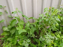 Solanum dulcamara
