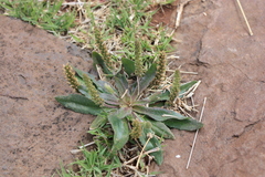 Plantago myosuros