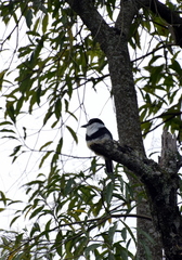 Notharchus swainsoni