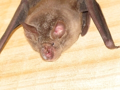 Rhinolophus capensis