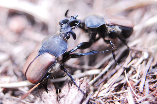 Ichnestoma