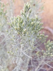 Artemisia tripartita