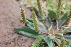 Plantago myosuros