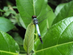 Brachydiplax farinosa