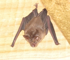 Rhinolophus capensis