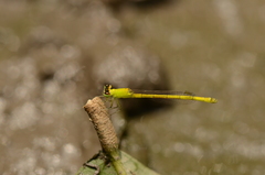 Agriocnemis kalinga