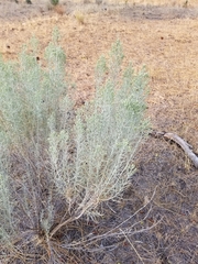 Artemisia tripartita