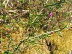 Centaurea paniculata