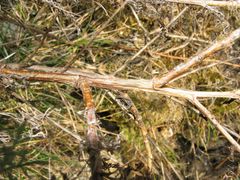Centaurea paniculata