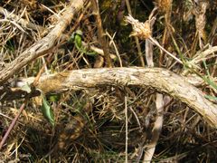 Centaurea paniculata