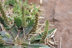 Plantago myosuros