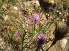 Centaurea paniculata