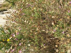 Centaurea paniculata