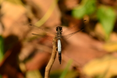 Brachydiplax farinosa