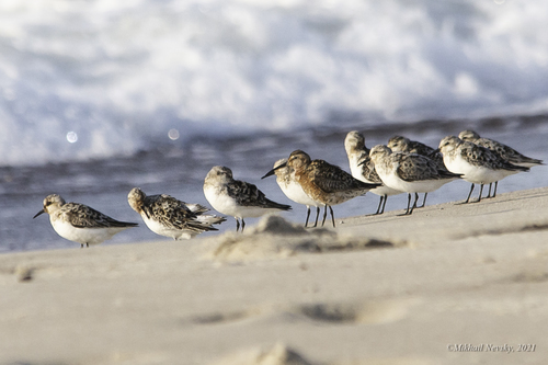 Correlimos zarapitín (Calidris ferruginea)