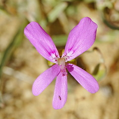 Pelargonium coronopifolium